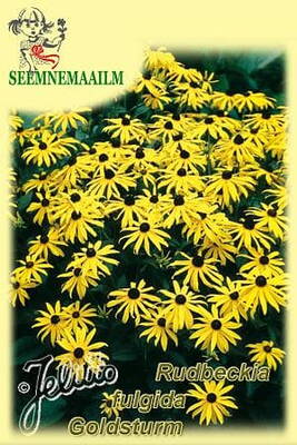 Рудбекия лучистая "Goldsturm" (Rudbeckia fulgida var. sullivantii)