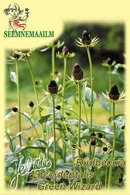 Trollrudbeckia "Green Wizard" (Grön rudbeckia)