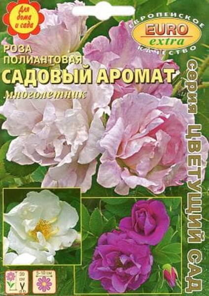 Polyantha rose "Sadovy Aromat"