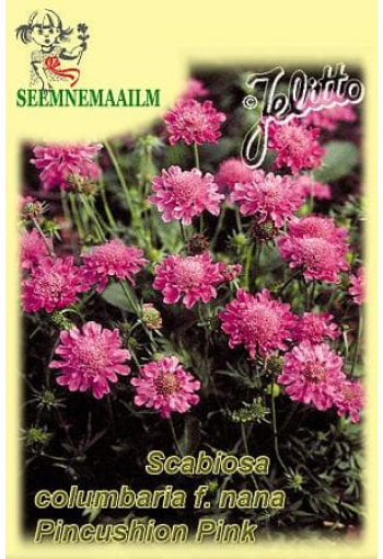 Tui-tähtpea madal ''Pincushion Pink'' Scabiosa columbaria f. nana