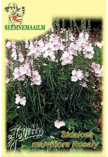 Сидальцея "Rosaly" (Sidalcea malviflora-hybr.)