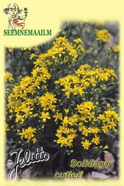 Pisi-kuldvits Solidago cutleri Pisi-kuldvits Solidago cutleri