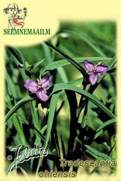 Tradescantia ohiensis
