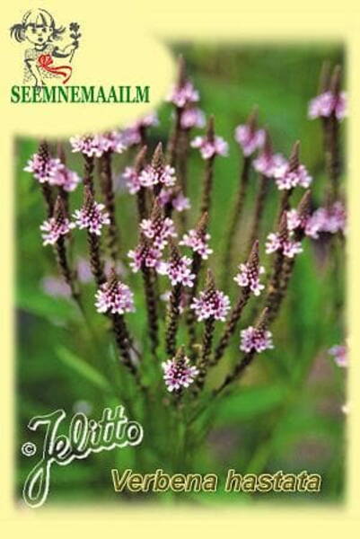 Odajas raudürt "Pink Spires" Verbena hastata