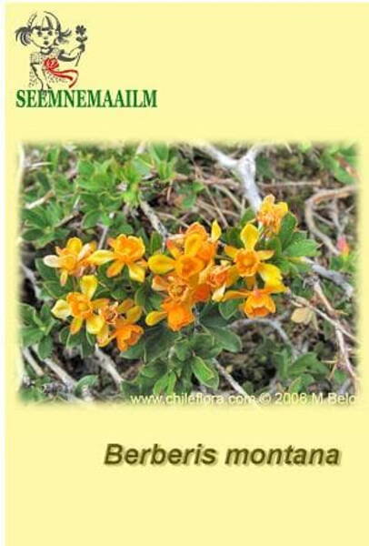 Mägi-kukerpuu Berberis montana