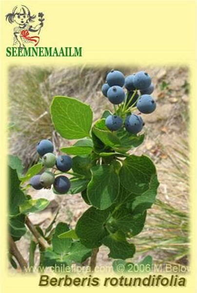 Ümaralehine kukerpuu Berberis rotundifolia