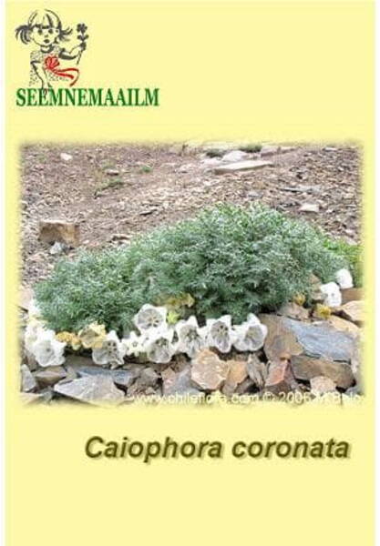 Kroonjas tungallill Caiophora coronata