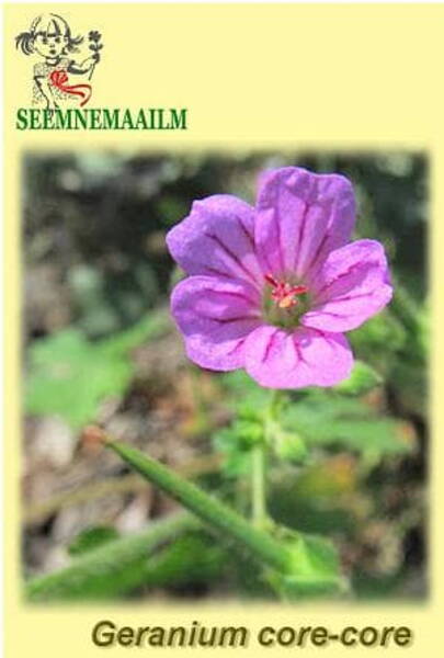 Geranium core-core