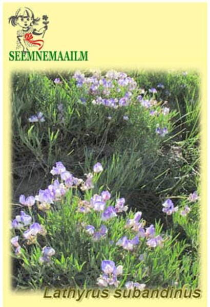 Lathyrus subandinus