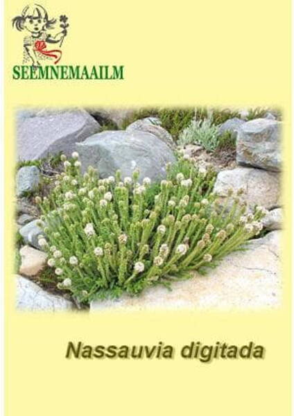 Nassauvia digitada