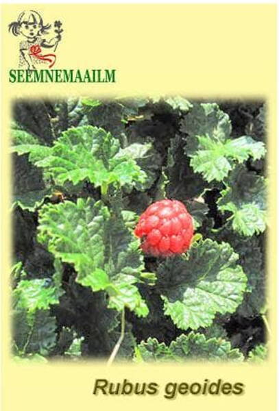 Rubus geoides Rubus geoides