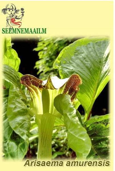 Jack-in-the-pulpit