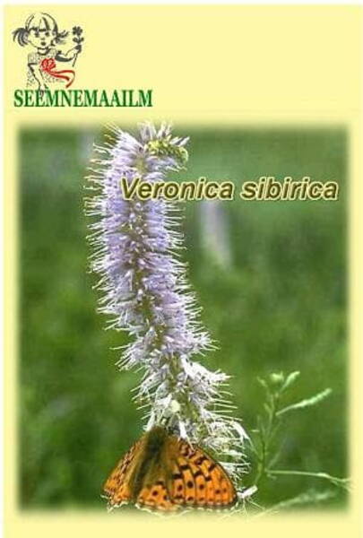 Männasmailane siberi