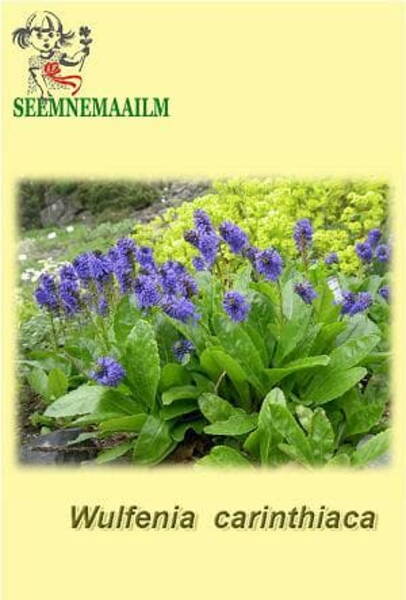 Wulfenia carinthiaca