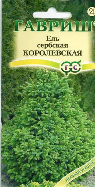 Serbia kuusk "Korolevskaja" Picea omorica