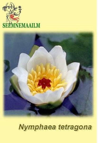 Кувшинка четырёхгранная "Белая" Nymphaea tetragona