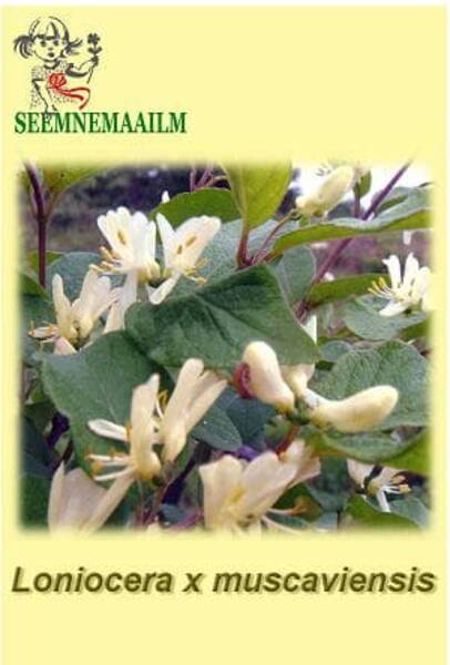 Muskau kuslapuu Lonicera muscaviensis