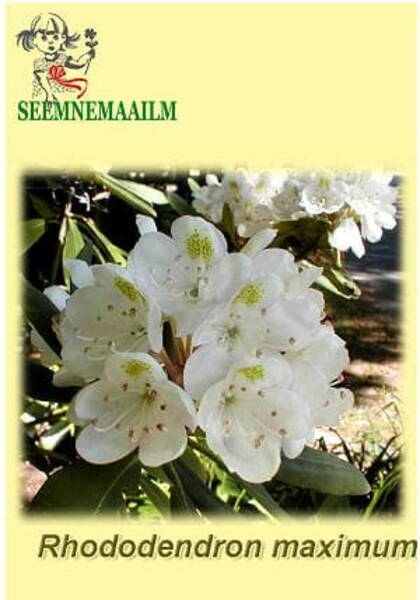 Suur rodo Rhododendron maximum