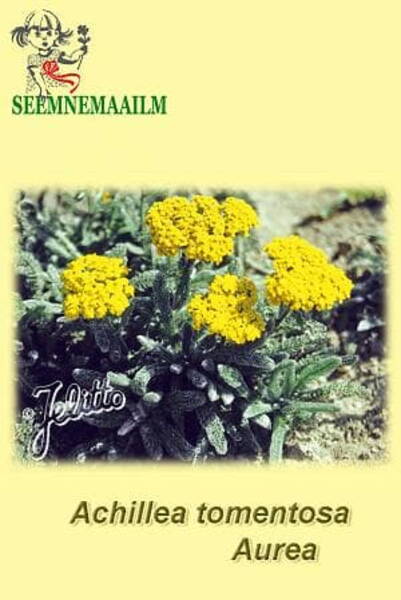 Woolly yellow yarrow "Aurea"