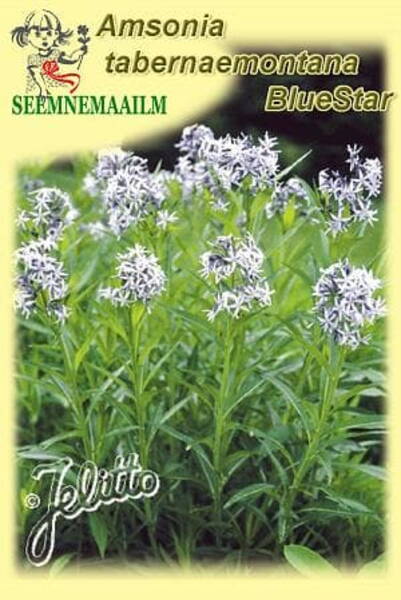 Pajulehine amsoonia "Blue Star" Amsonia tabernaemontana