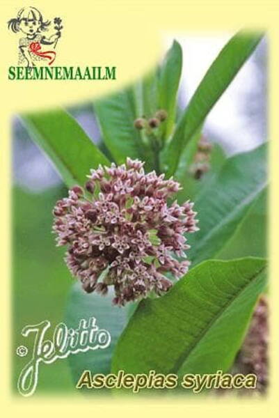 Asclepias syriaca