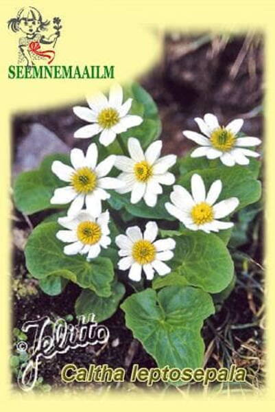 Калужница тонкочашечная (Caltha leptosepala)