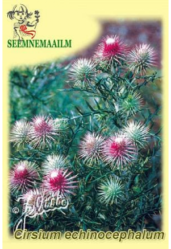 Cirsium echinocephalum