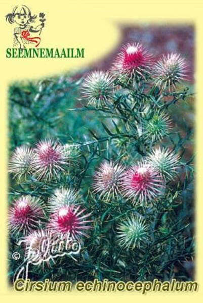 Ламира ежеголовая (Бодяк колючеголовый) Cirsium echinocephalum