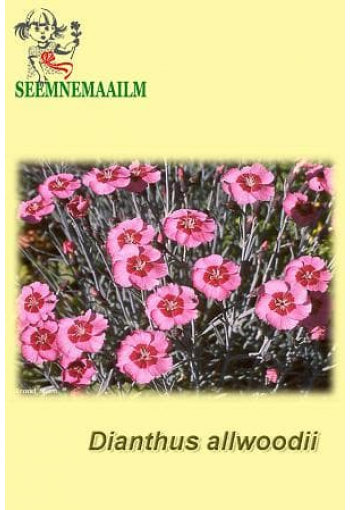 Гвоздика Альвуда (Dianthus x allwoodii)