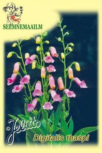 Наперстянка испанская (Digitalis thapsi)
