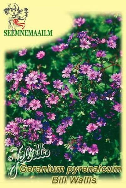 Geranium pyrenaicum "Bill Wallis"