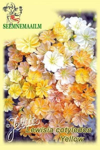Leviisia harilik "Yellow"