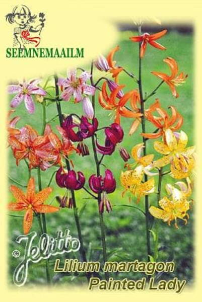 Liilia kirju "Painted Ladies" (türgi liilia)