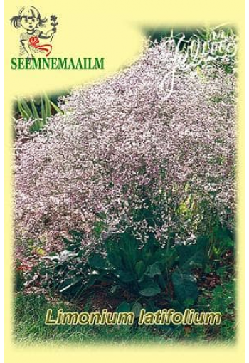 Лимониум широколистный (кермек) Limonium latifolium