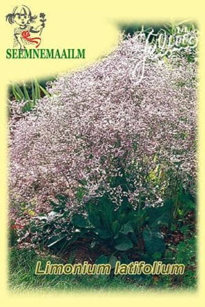 Лимониум широколистный (кермек) Limonium latifolium