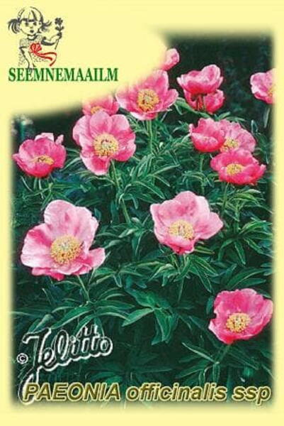 Paeonia officinalis ssp. banatica