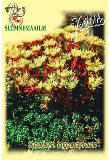 Седум орегонский (Очиток орегонский) Sedum oreganum