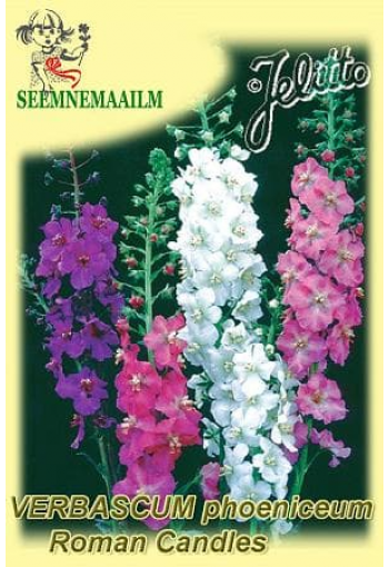 Вербаскум финикийский "Римские свечи" (Коровяк) Verbascum phoeniceum