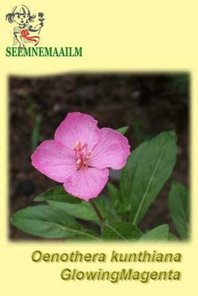 Mehhiko kuningakepp "Glowing Magenta" Oenothera kunthiana