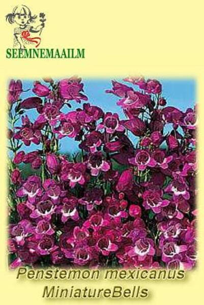Mehhiko peekerlill "Miniature Bells Mixed" Penstemon mexicanus