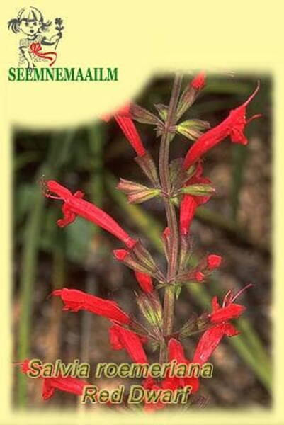 Roemers Sage "Red Dwarf" (Cedar sage)