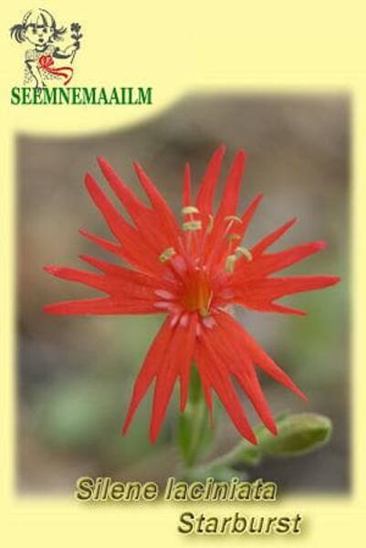 Põisrohi lõhislehine "Starburst" Silene laciniata