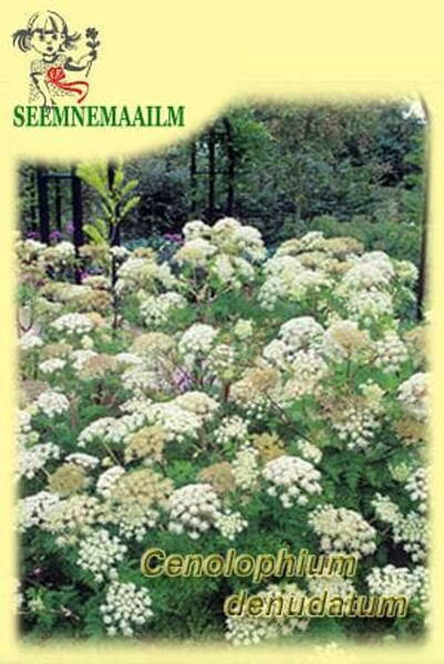 Mühkputk Cenolophium denudatum