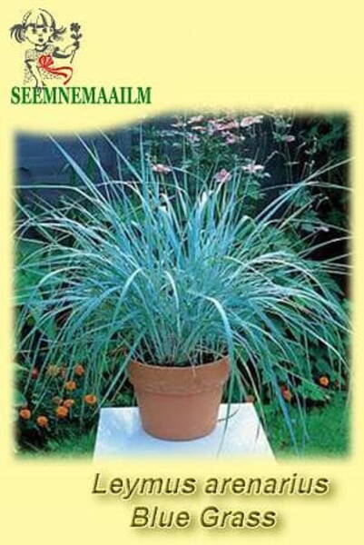 Liiv-vareskaer "Blue Grass" Leymus arenarius