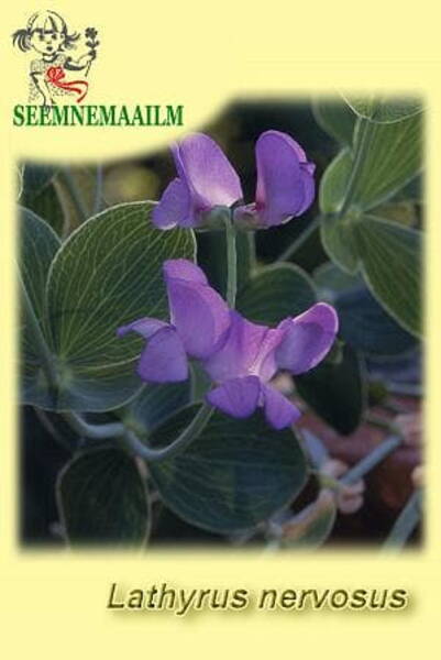 Lathyrus nervosus "Lord Ansons Pea"