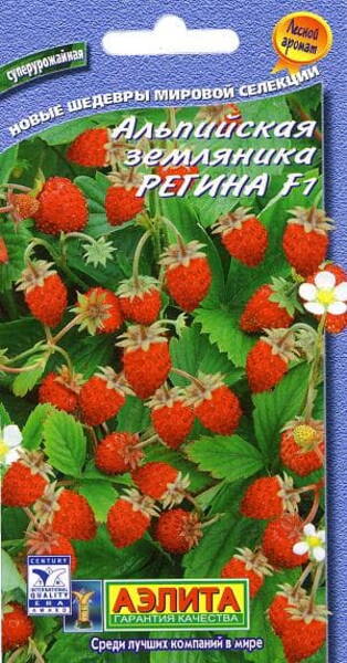 Alpine strawberry "Regina"