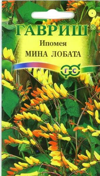 Miina (Hõlmine lehtertapp)