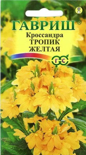 Lehterkrossandra "Tropic Yellow" Crossandra infundibuliformis