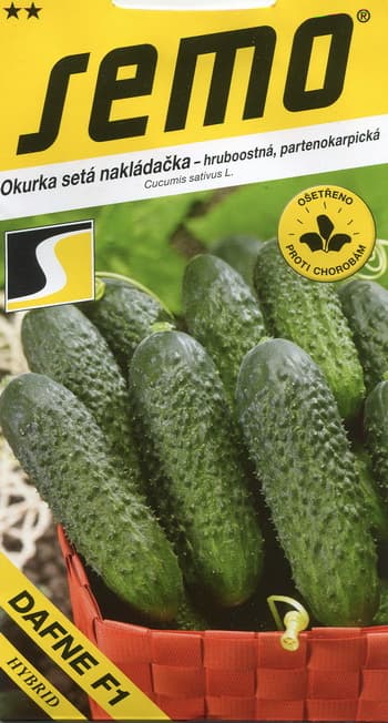 Parthenocarpic gherkin Dafne F1 : spined cucumber : cornichone-type