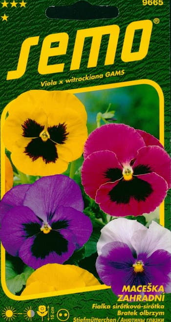 Garden Pansy Swiss Giants : seeds